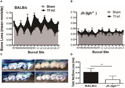 B-Cell RANKL Contributes to Pathogen-Induced Alveolar Bone Loss in an Experimental Periodontitis Mouse Model